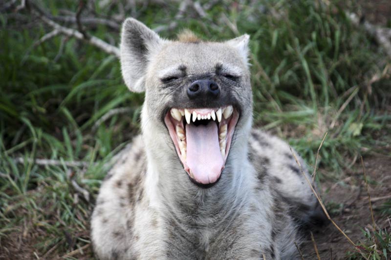 We are called 'laughing' hyena, after all.