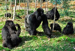 African Adventures gorillas