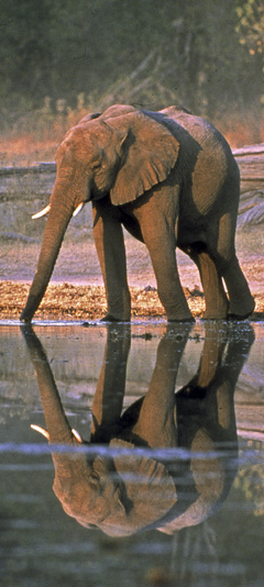 African Adventures elephants