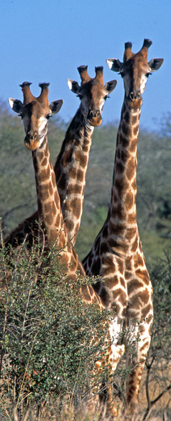 African Adventures giraffes