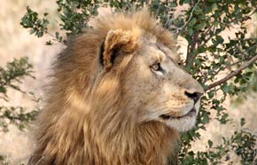African Adventures Lion