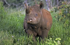 A unique sighting of the endangered Black Rhino