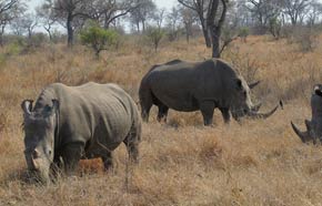 A rare glimpse of White Rhino
