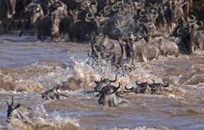 Crossing the Mara River during the Great Migration
