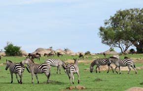 A Dazzle of Zebra on the Masai Mara