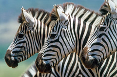 African Adventures zebras
