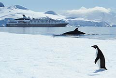 Ponant cruise ship with penguin
